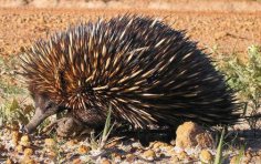 Які тварини відкладають яйця?
