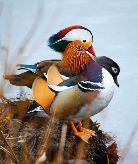 Птахи та дикі тварини на знімках Максима Ісраеля Кольєра