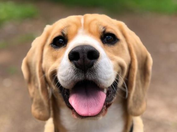 Які породи собак найлегше піддаються дресируванню?