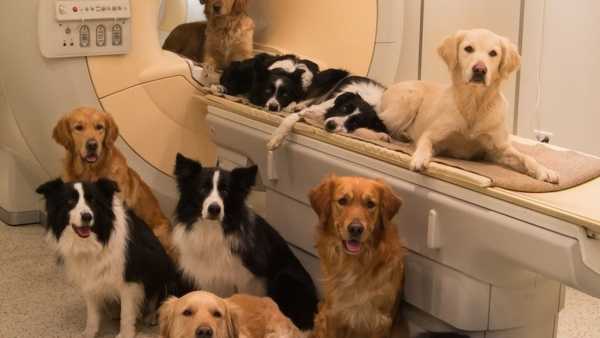 Магнітно-резонансна томографія для тварин