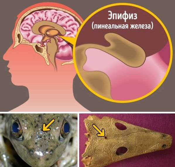 9 органів людини, про призначення яких багато хто не знає