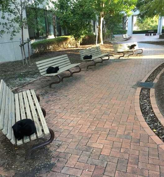 Тварини теж дотримуються соціальної дистанції