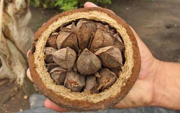 10 речей, які несподівано виявилися радіоактивними