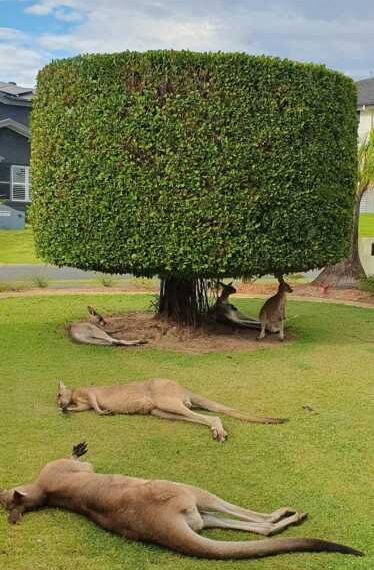 Будь-які цікаві дрібниці життя в Австралії
