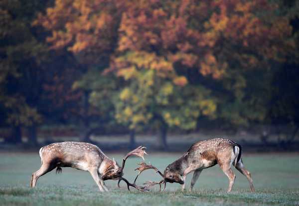Олені борються для самок в осінньому Річмонд-парку Лондона