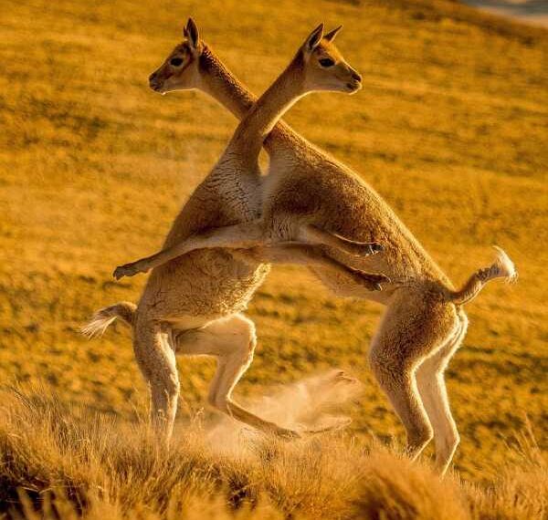 Сутичка двох лам більше схожа на обіймашки