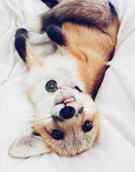 Щаслива лисиця Джуніпер підкорює Instagram