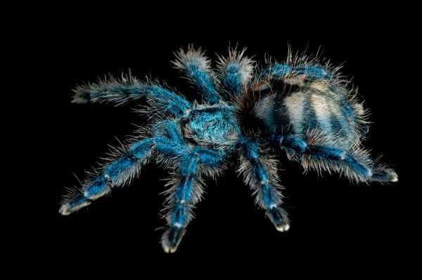 Неймовірно красиві павуки, які допоможуть вам перемогти арахнофобію