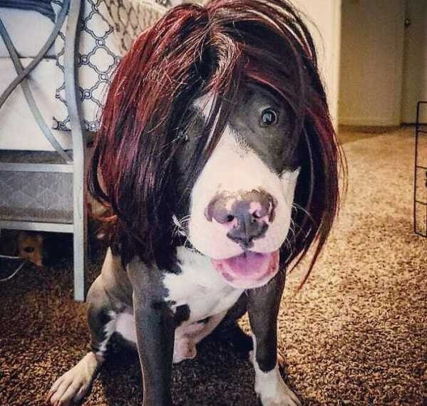 Власники собак приміряють своїм вихованцям різні перуки