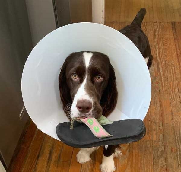 Милі домашні вихованці у захисних комірах