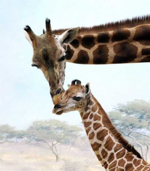 Мами з дитинчатами з тваринного світу