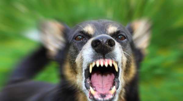 Небезпечні хвороби, які переносять наші домашні друзі