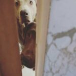 Цікаві собачі носи, повз які важко пройти непоміченим