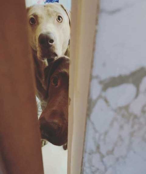 Цікаві собачі носи, повз які важко пройти непоміченим