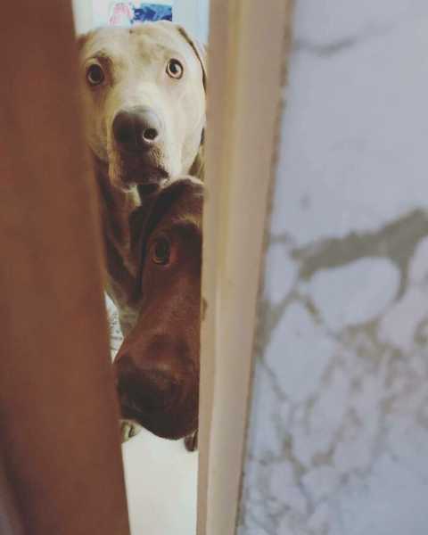 Цікаві собачі носи, повз які важко пройти непоміченим