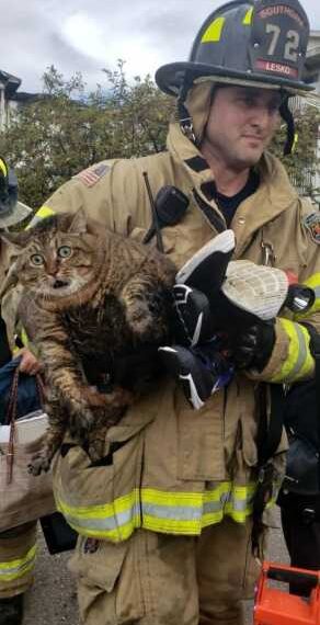 Емоційні мордочки тварин, за якими і без слів зрозуміло, що вони думають