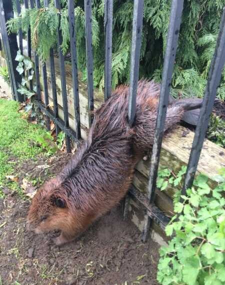 Бобер, що набрав вагу, застряг у металевому паркані