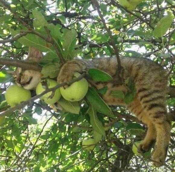 Ці котики досконало опанували мистецтво спати на деревах