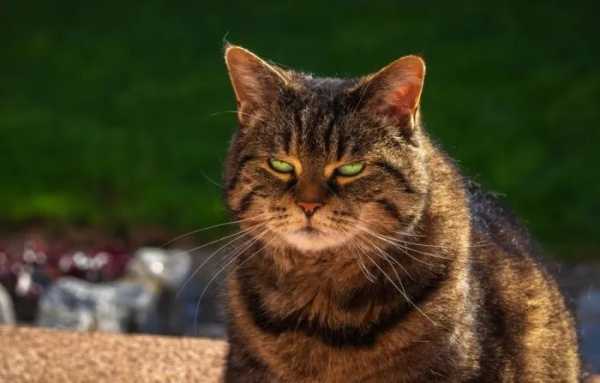 Котики та зневага, що породжує обіймашки