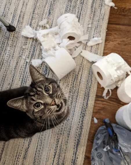 Котики, які впевнені, що нахабство – це друге щастя