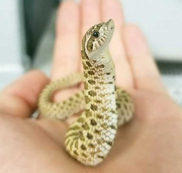 Знімки мініатюрних змійок, які завоюють ваше серце