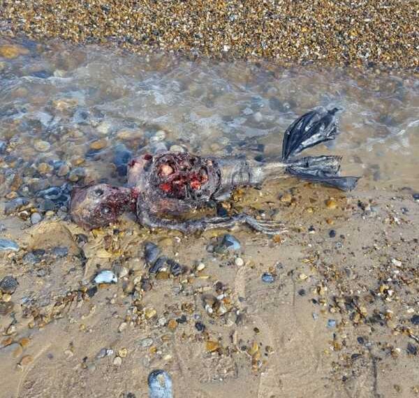 Труп русалки, що напіврозклався, на британському узбережжі
