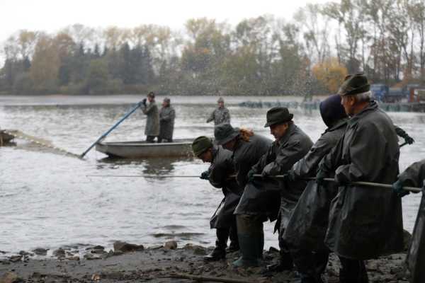 Щорічний традиційний лов коропа в Чехії