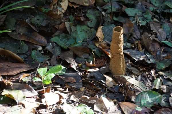 Амазонські цикади будують незвичайні споруди