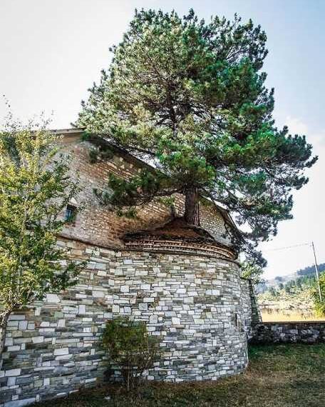 Крізь грецьку церкву росте сторічна сосна