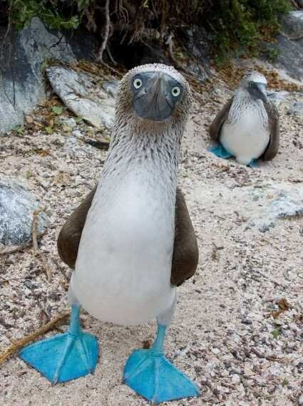 Найкумедніший птах нашої планети — Голубоногая олуша