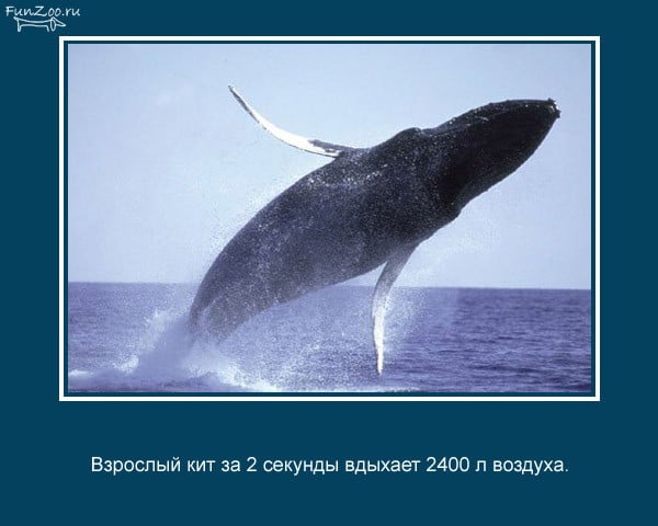 Цікаві факти про тварин у картинках