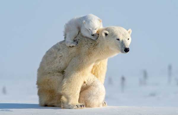 Білі ведмежати граються з мамою-ведмедицею на знімках