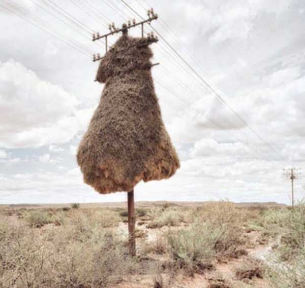 Гігантське гніздо птаха-ткачика та факти про цього пернатого «монстра»