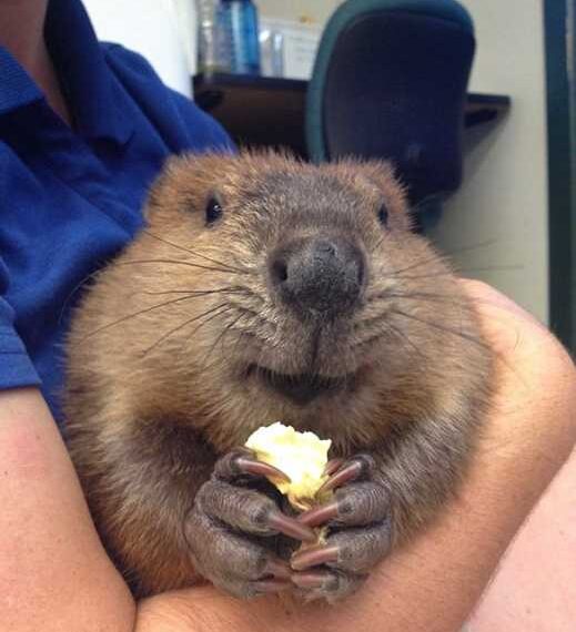 Милий малюк тваринного світу на знімках