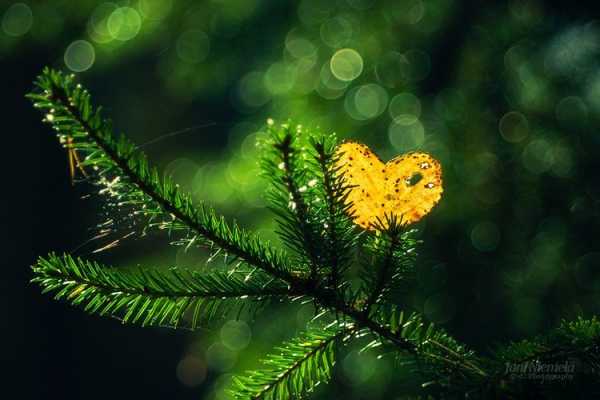 Краса осені у фотографіях Джоні Ніємела