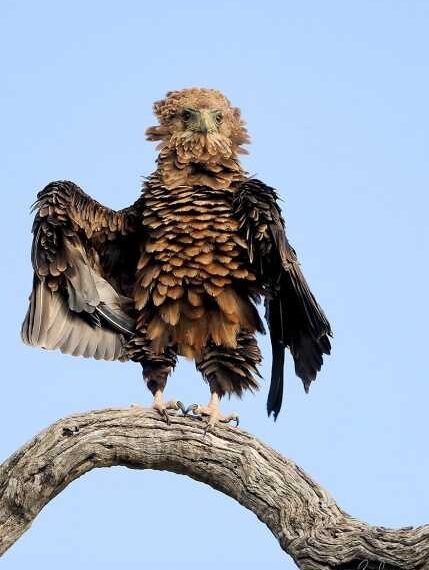 Фото від учасників конкурсу Comedy Wildlife Photography Awards 2016