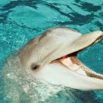 Де дельфіни та кити беруть прісну воду?