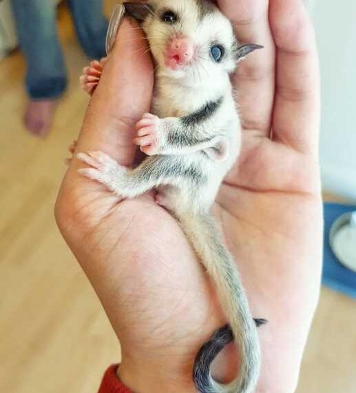 Цукрові поссуми – найсолодші тварини у світі