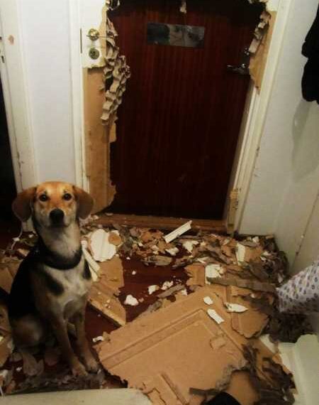 Цікаві заняття домашніх тварин, які явно не нудьгували одні вдома