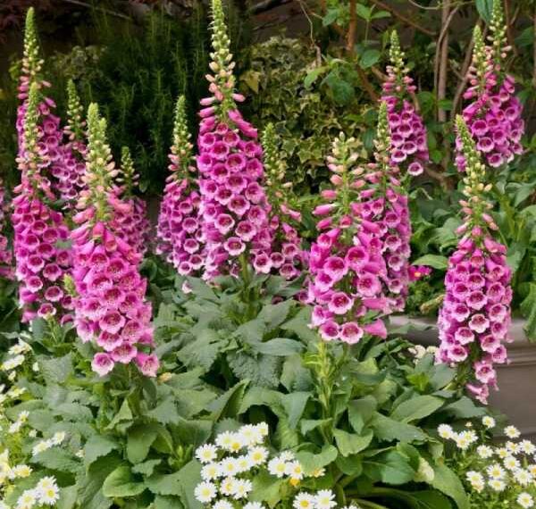 Прості рослини, які допоможуть перетворити садову ділянку