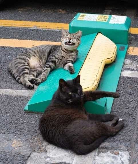 Японські бездомні коти від фотографа Масаюкі Окі