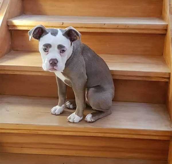 Найсумніший собака Мадам Брові