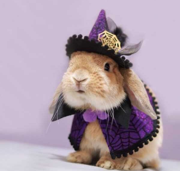 Стильний кролик Пей-Пей підкорює Instagram