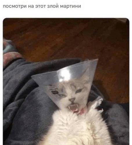 М'які лапки та пухнастий настрій (29 фото)