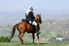 Чи б’ються звірі? Коні.