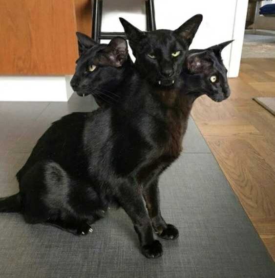 Невдалі панорамні фотографії з кішками