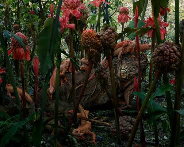 Дикі тварини у фотороботах Сімена Йохана