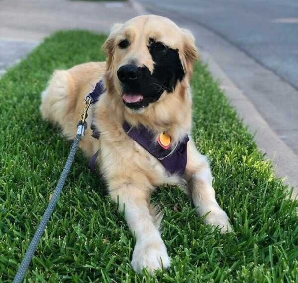 Знімки домашніх вихованців, які виграли у генетичній лотереї