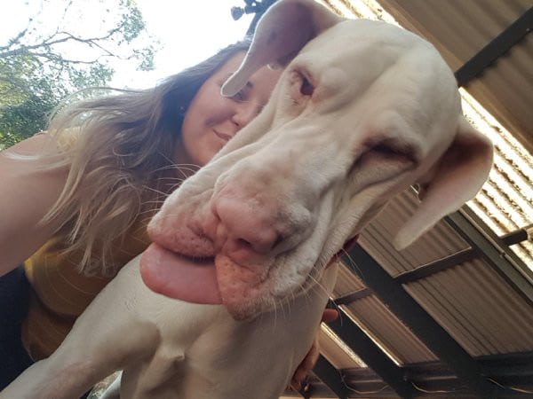 Люди роблять селфі зі своїм чотирилапим другом