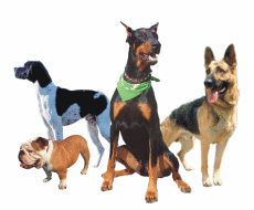 Чи збагне вас пес-чужинець?